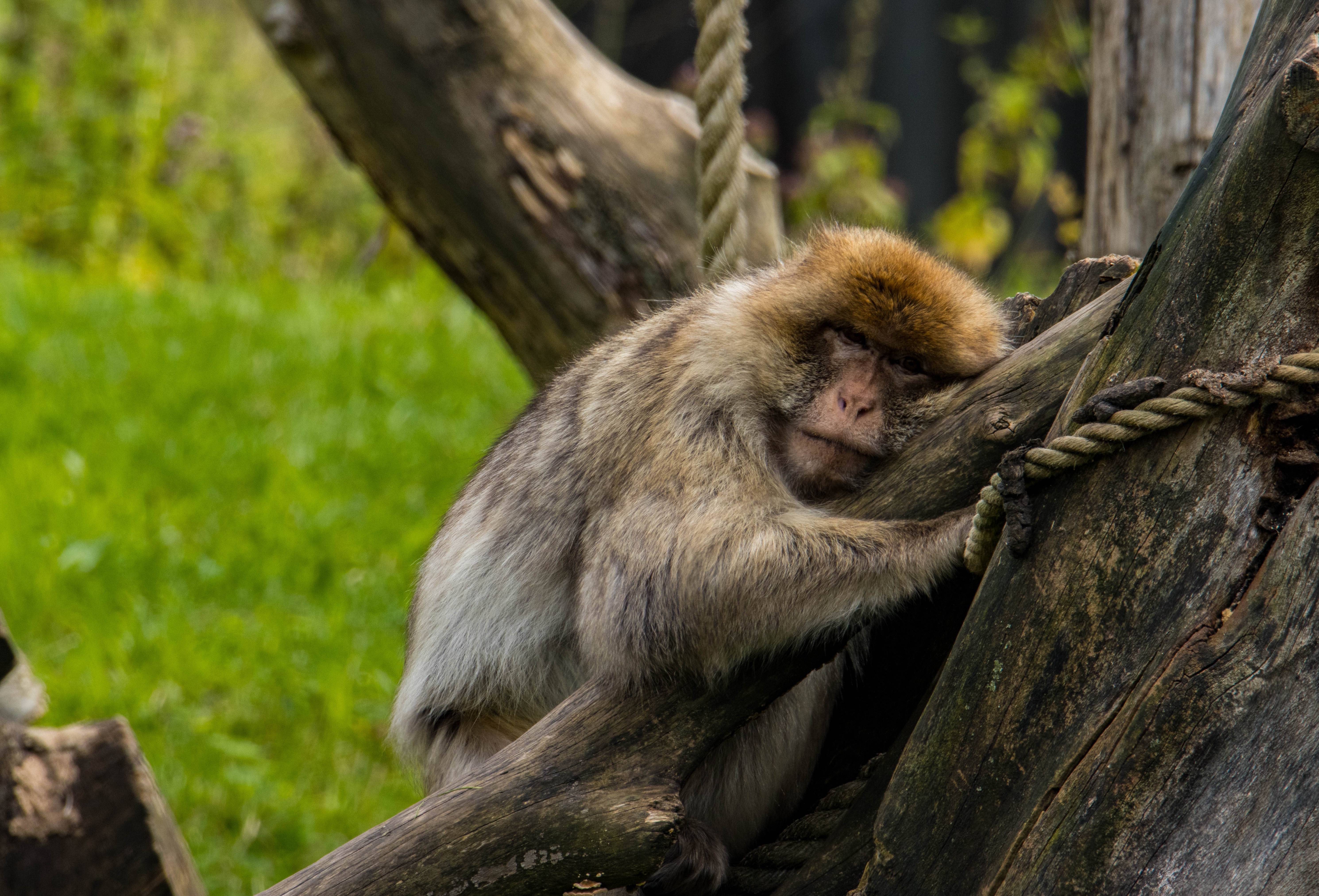 Macaque Berbère-_MG_7617.jpg